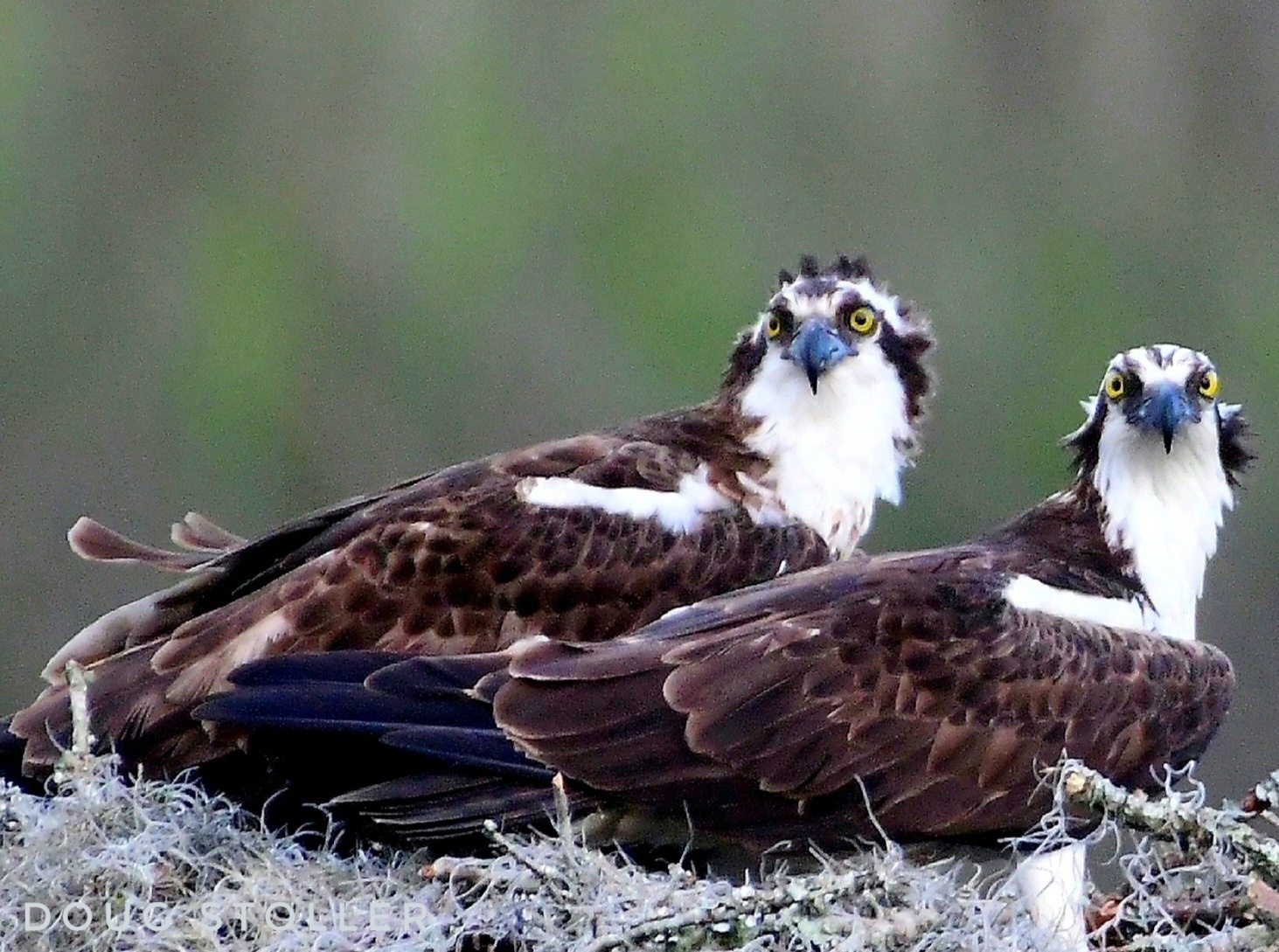 Image of two nesting Osprey
