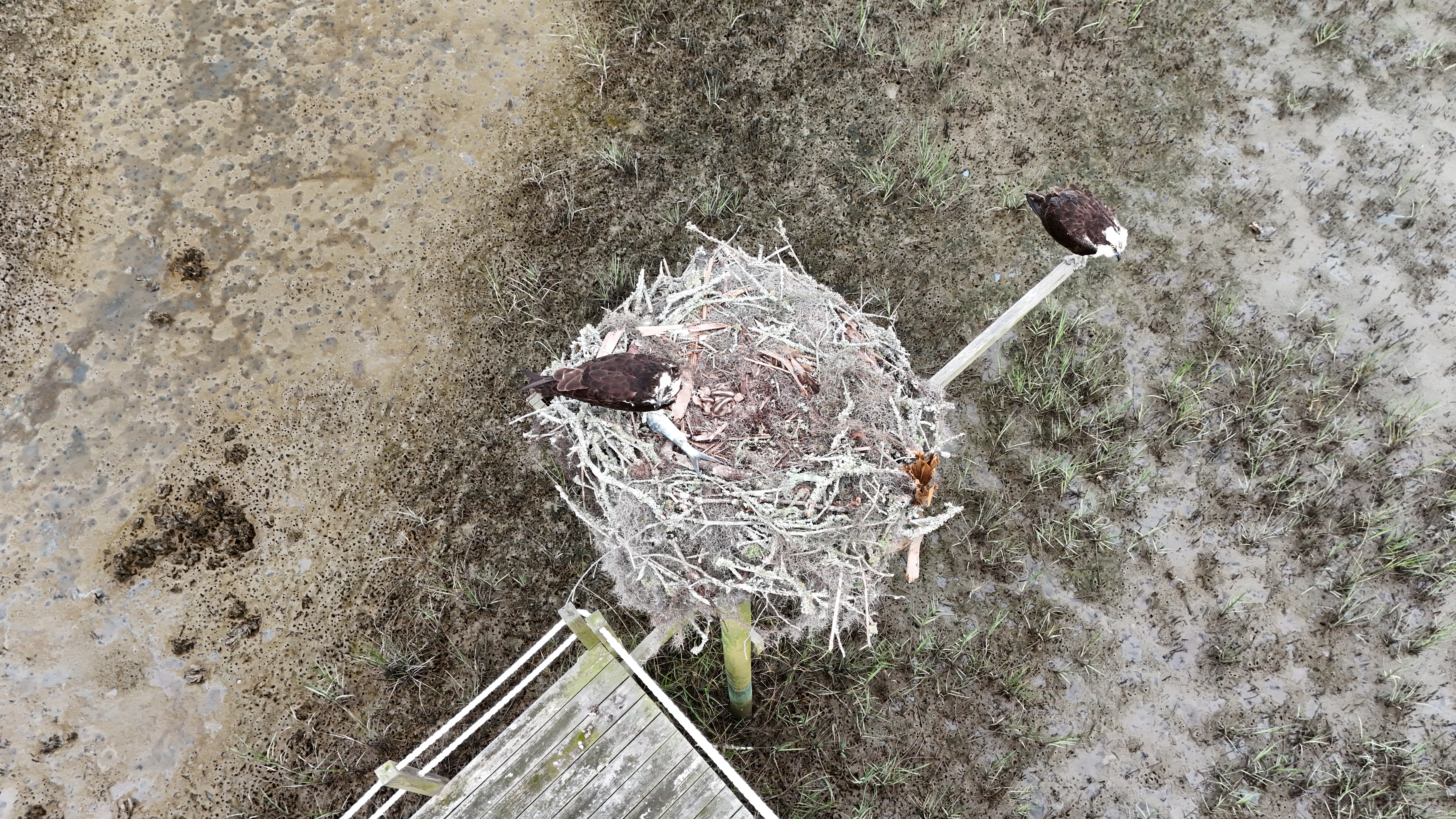 Three chicks